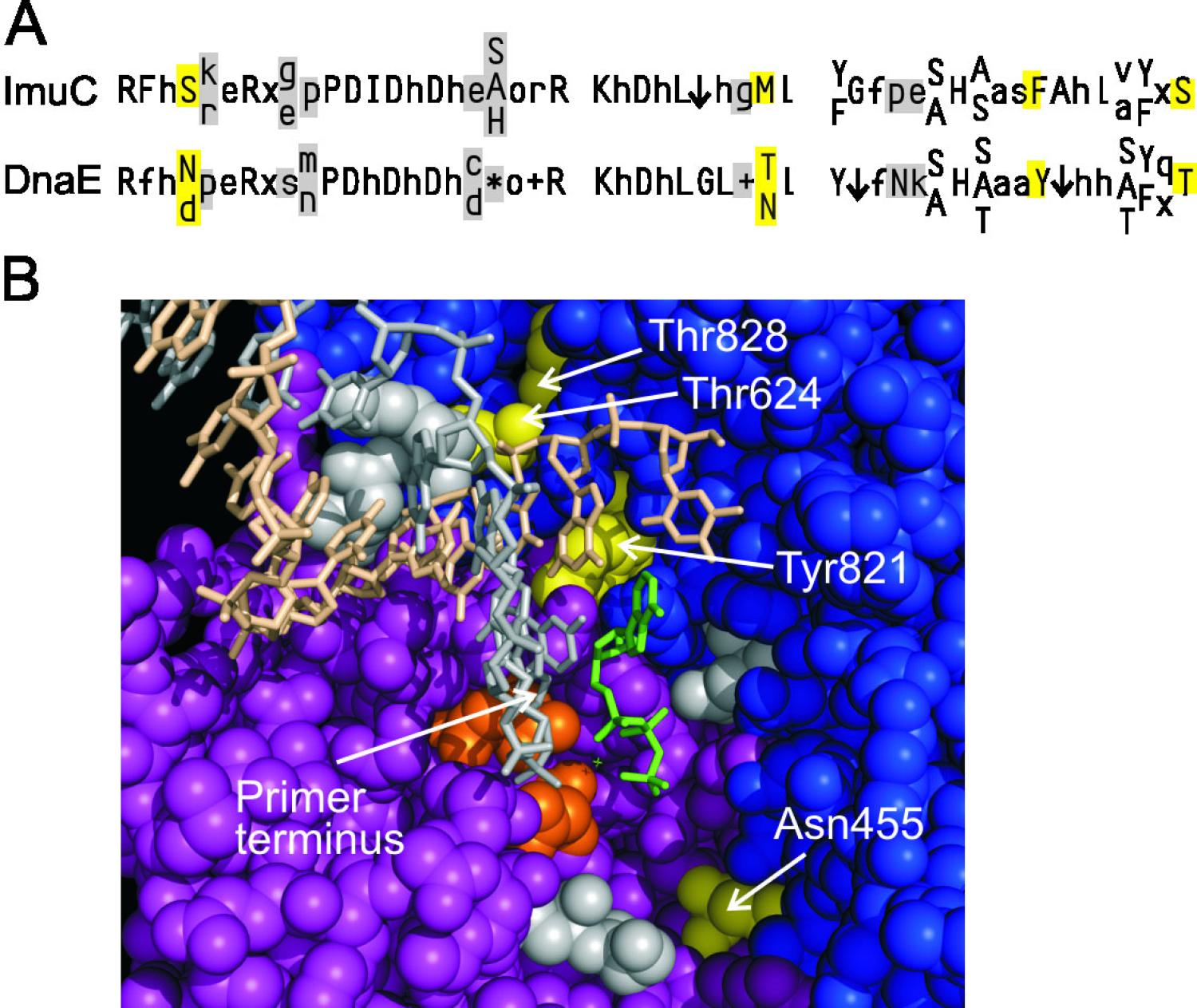 active site ImuC