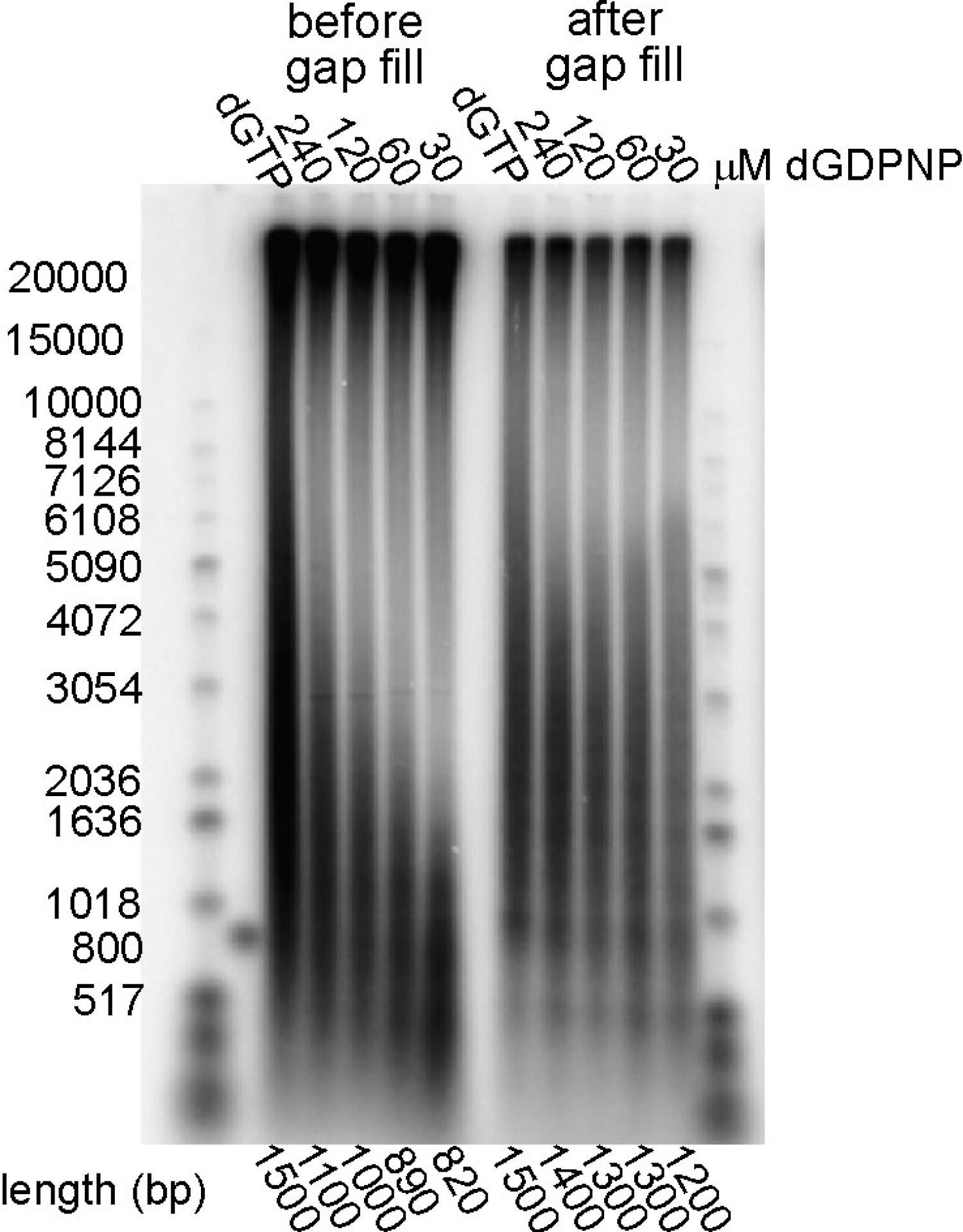 Yuan dGDPNP experiment
