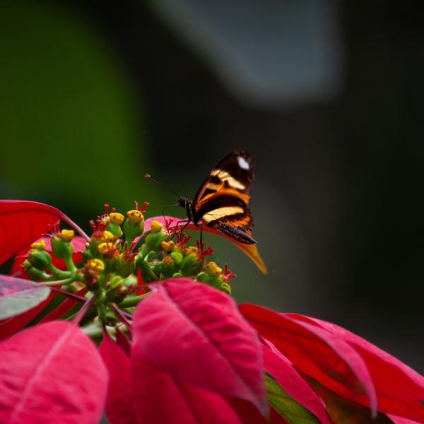 Butterfly resting on a flower