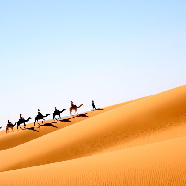 Students riding camels up a dune in Morocco