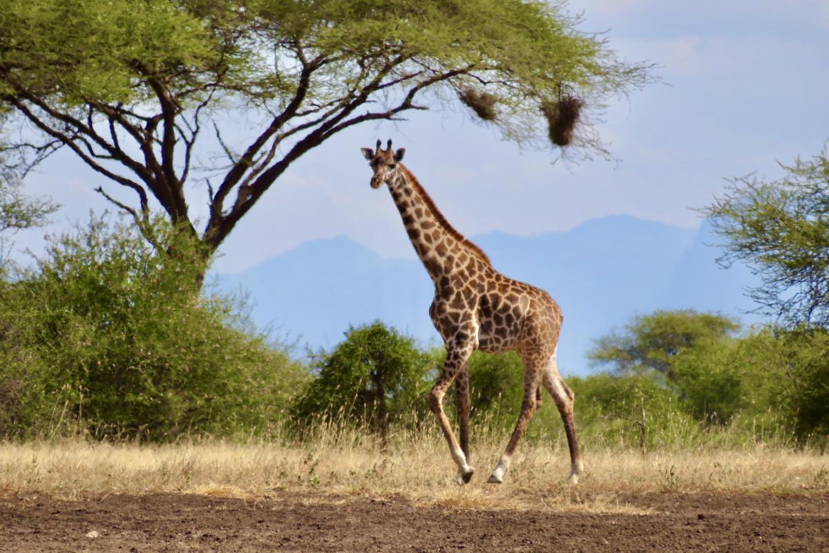 Giraffe on the Serengeti