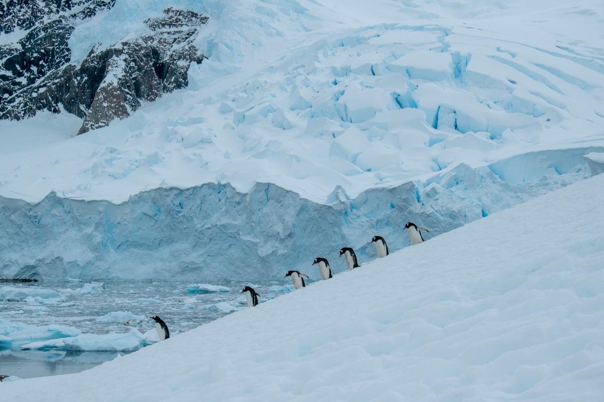 Penguins in a line on a glacier