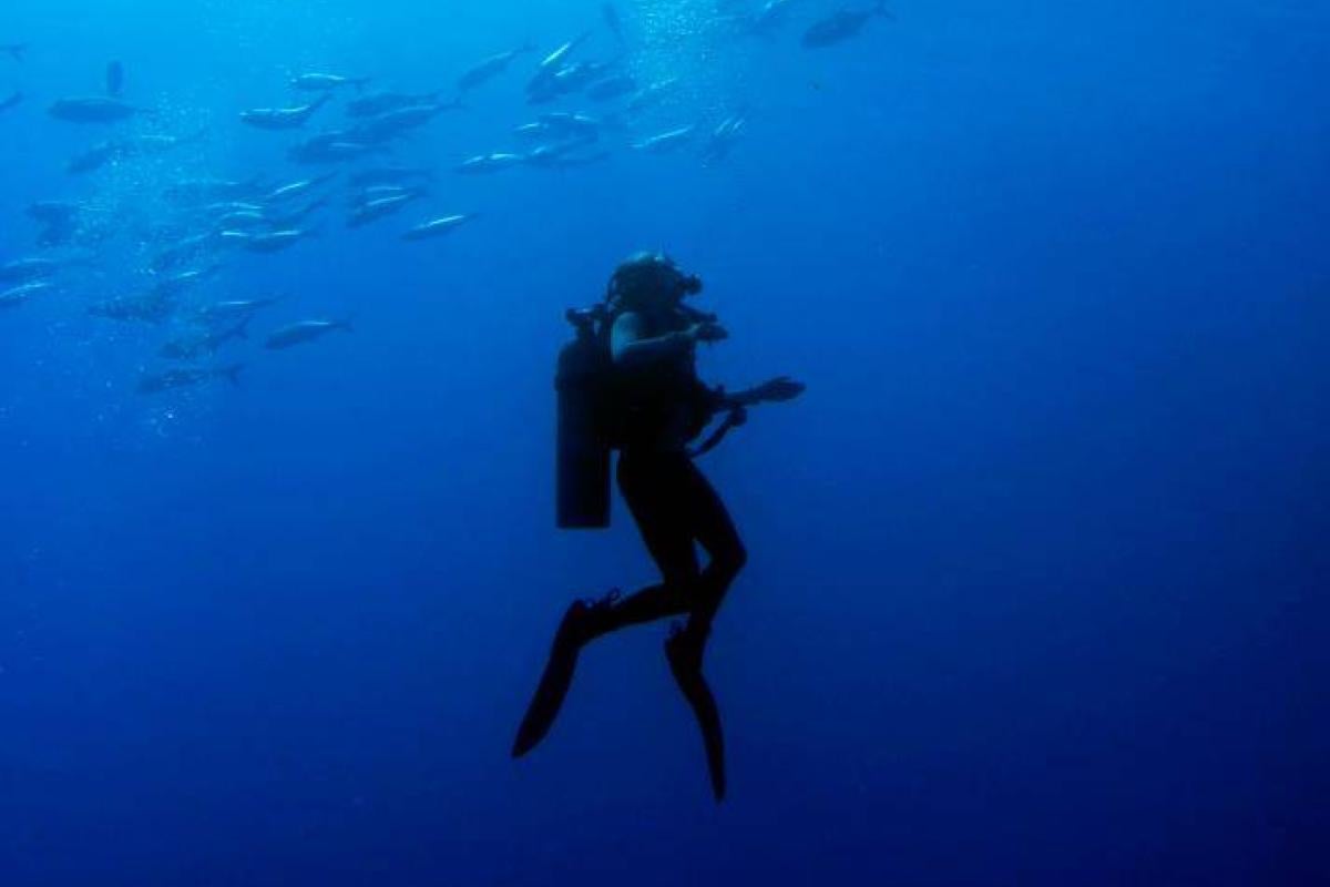 Scuba diver under a school of fish
