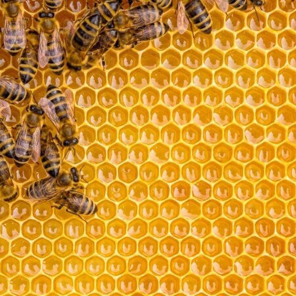 Bees on a honey comb.