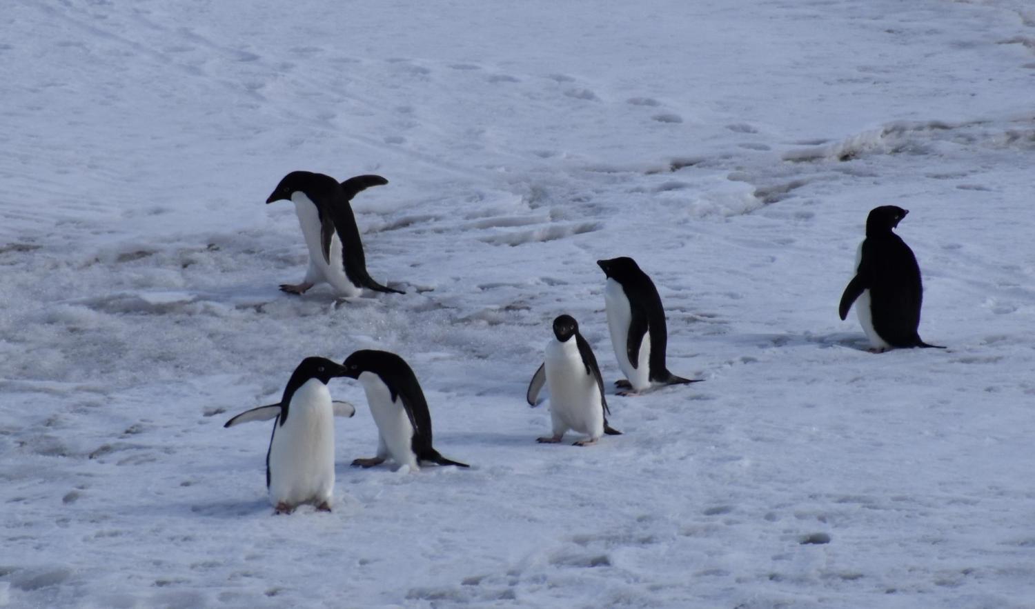 Penguins really do just waddle around and slide on their bellies.
