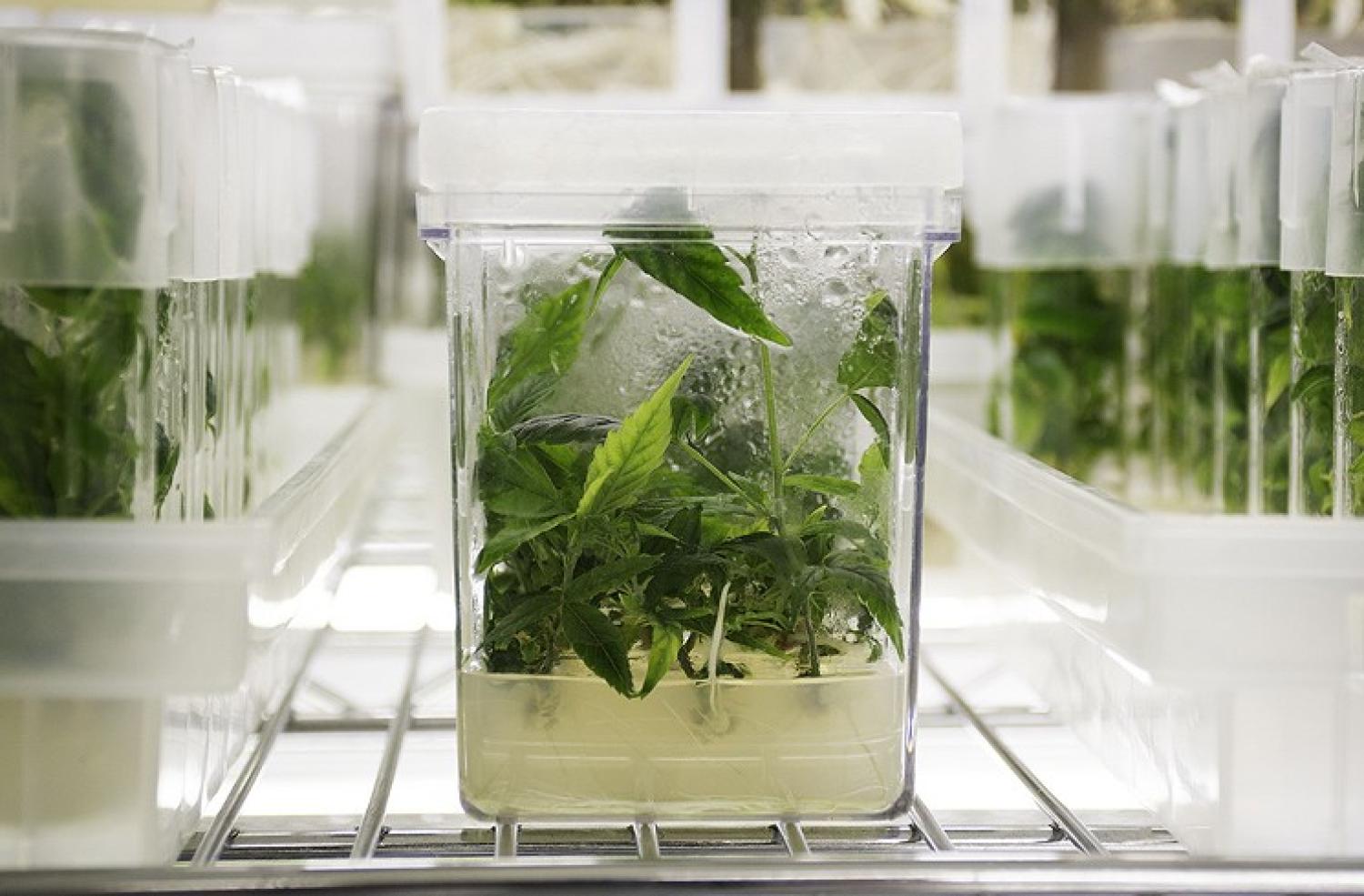 Hemp leaves in a laboratory.