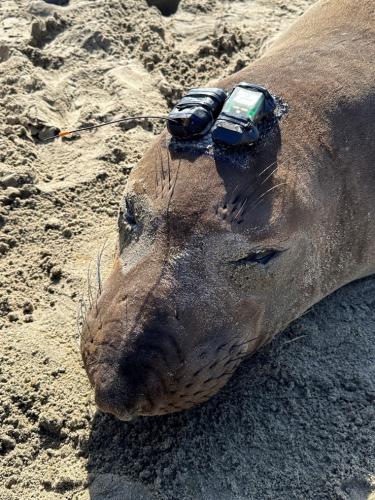 Seal with a GPS tracker.