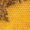 Bees on a honey comb.