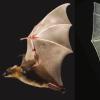 Bat wing and a robotic bat wing