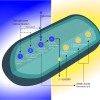Biomolecular model based on the gene expression data analyses support the reduction of glucose molecules (blue gradient) and acid buildup (gold gradient) proposed to occur in the boundary layer around the cell.
