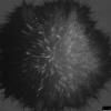 A microscopic bacteria.