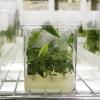 Hemp leaves in a laboratory.