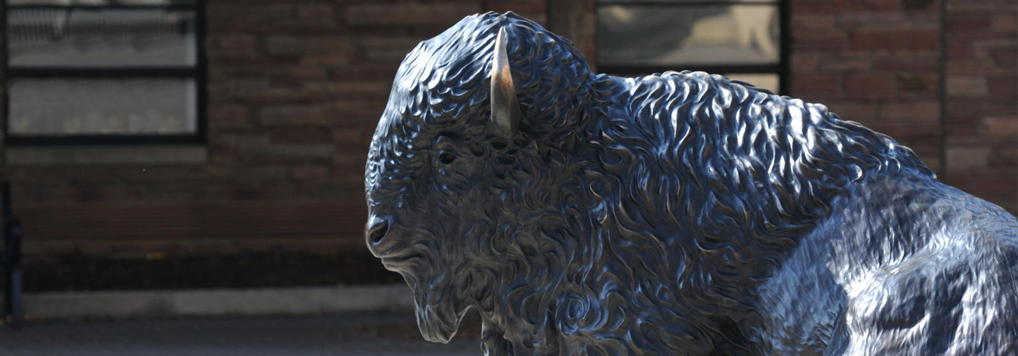 Ralphie statute on the CU Boulder campus.