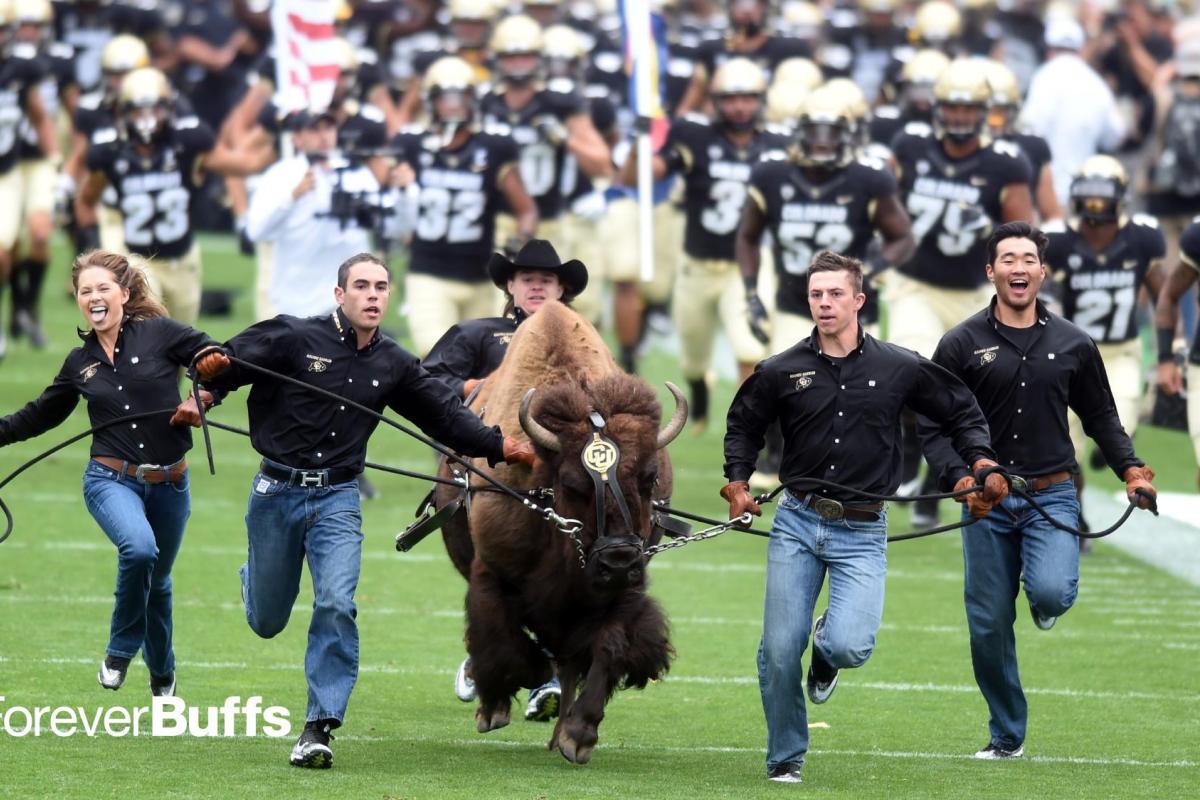 CU Boulder mascot Ralphie Running