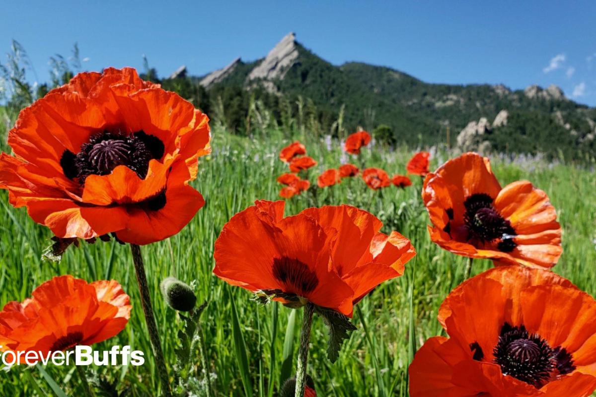 poppies in front of the flatirons