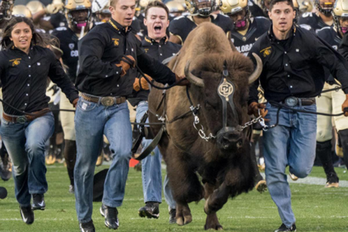 cu boulder students run with cu boulder buffalo mascot ralphie across folsom field