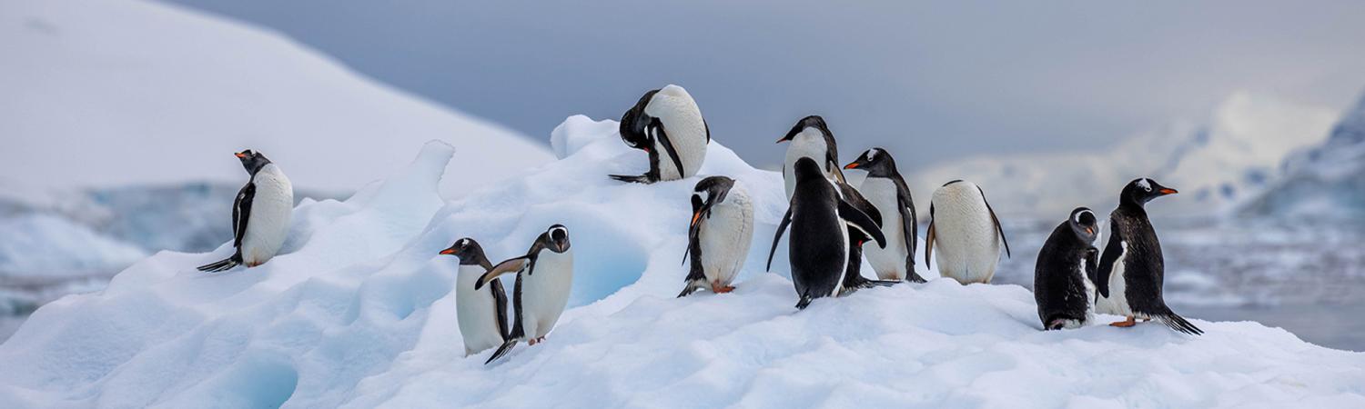 Antarctica Discovery