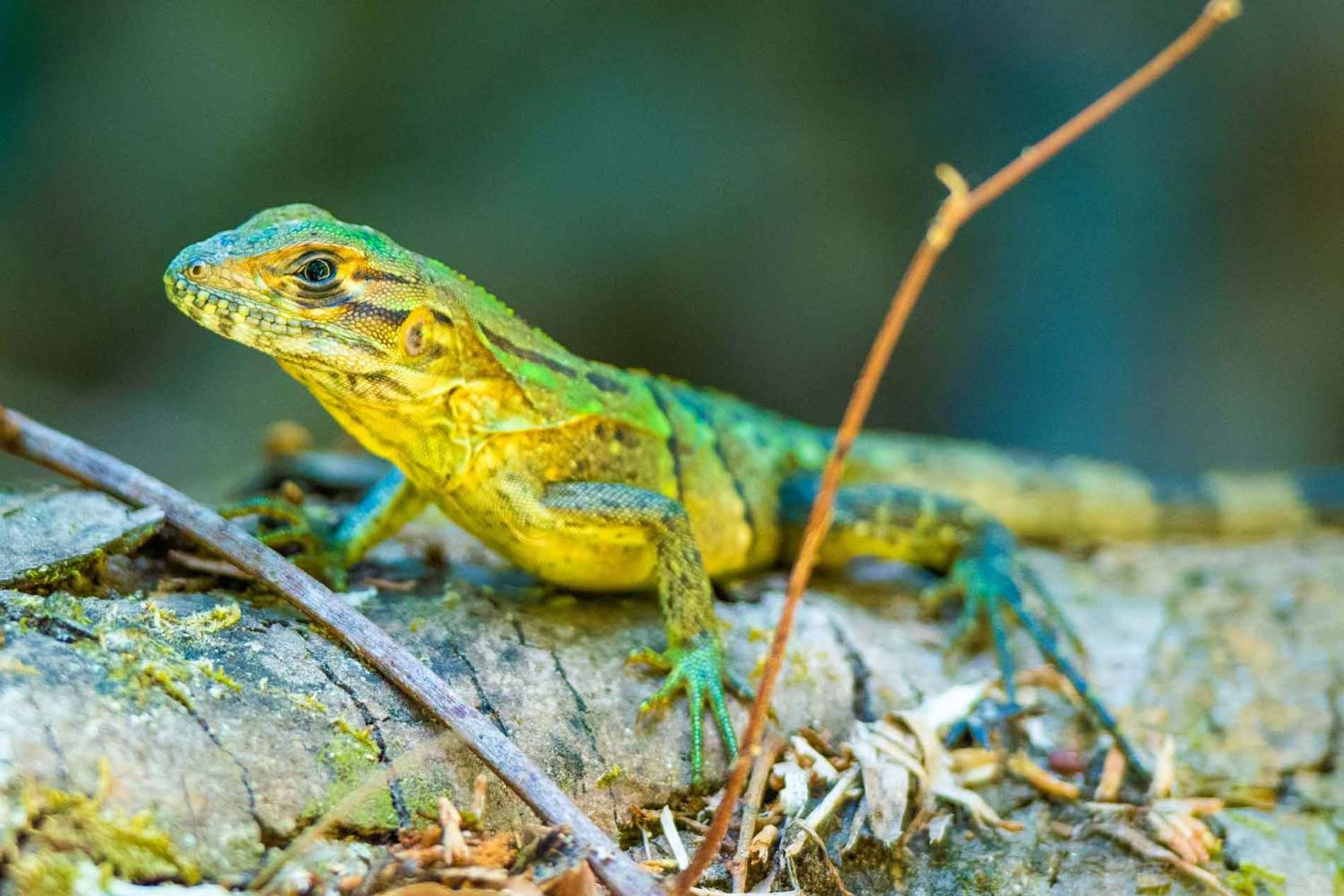 Exploring Costa Rica
