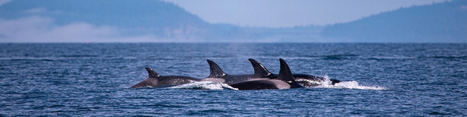 Breaching orcas