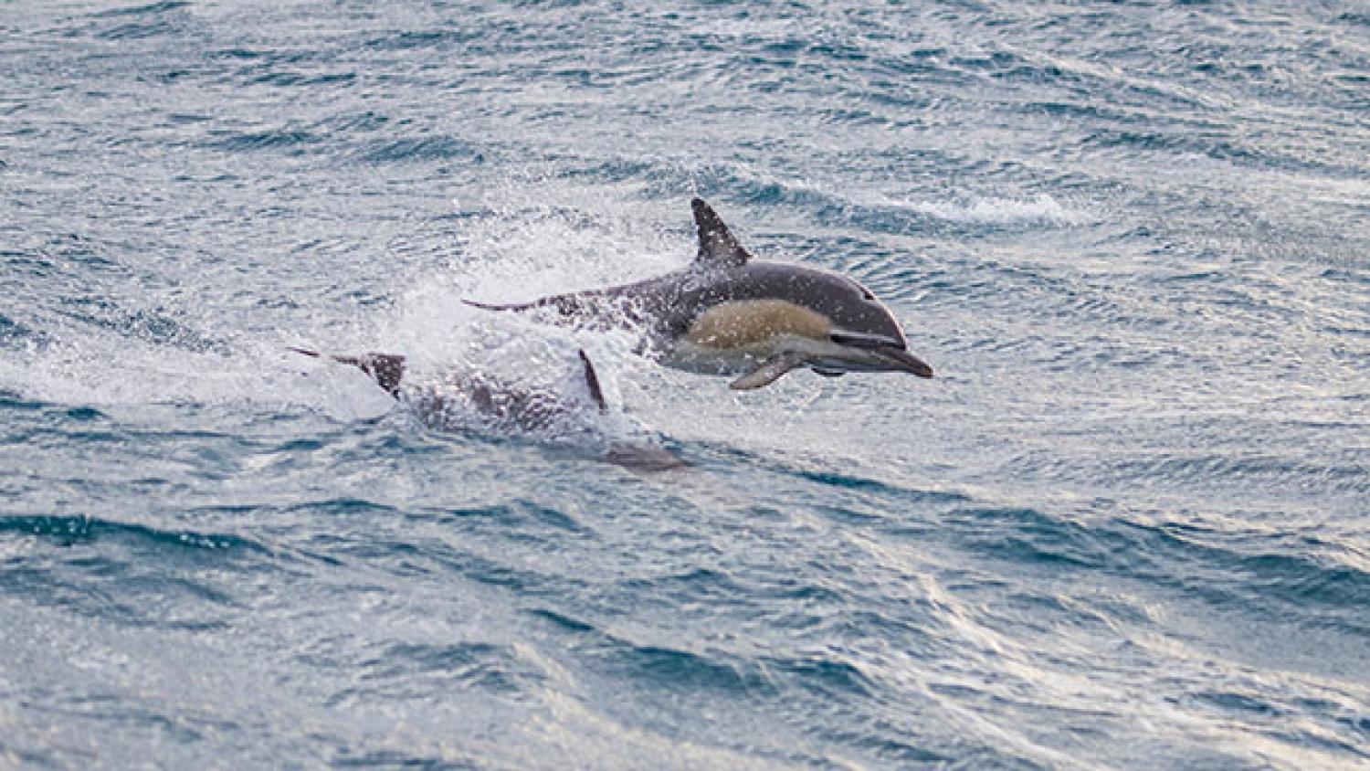 dolphin