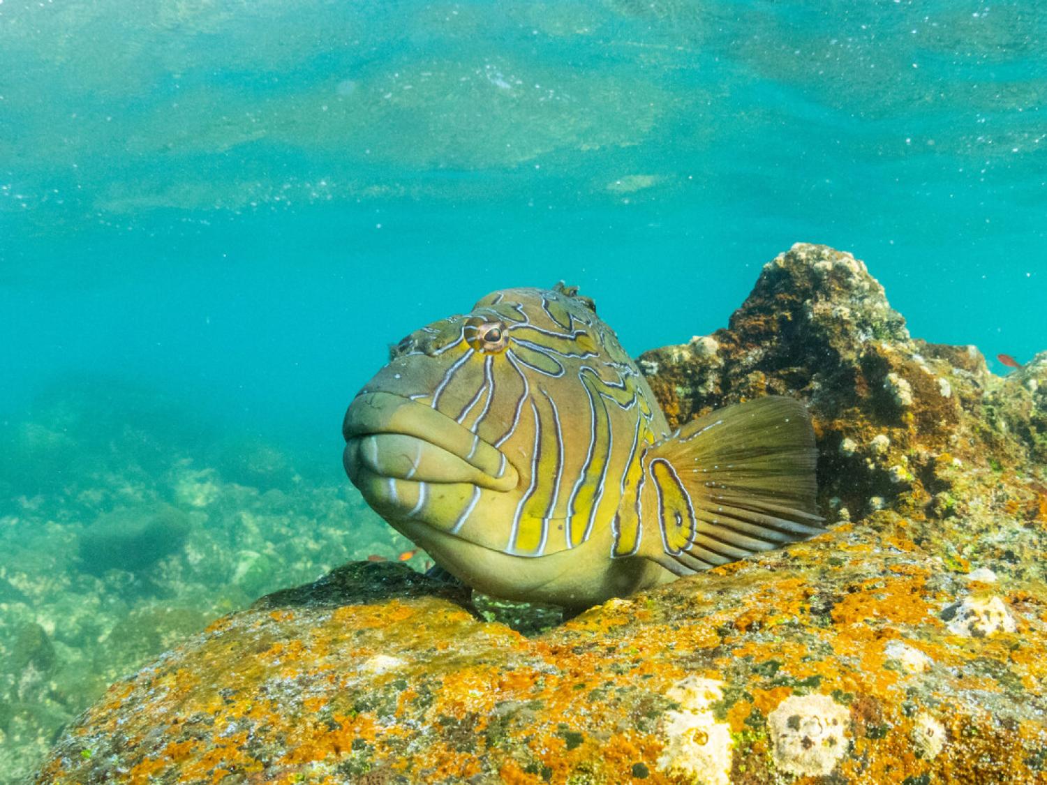 Explore Galapagos 2026