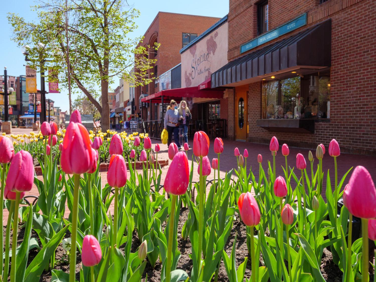 Tulips on Pearl Street