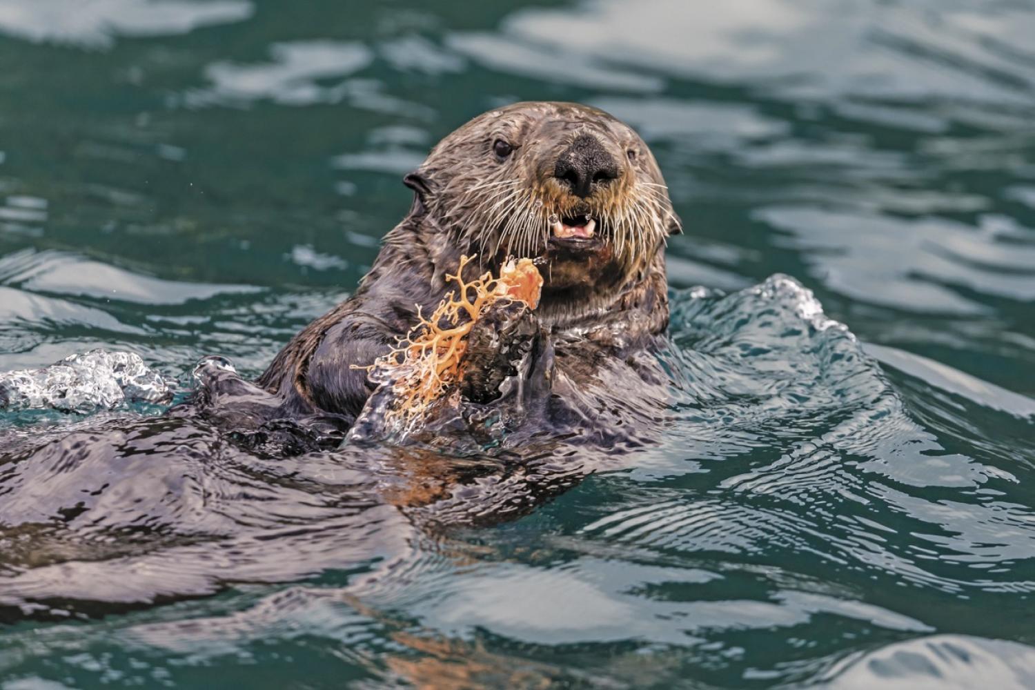 Alaska Escape: LeConte Bay, Wrangell Island & the Misty Fjords