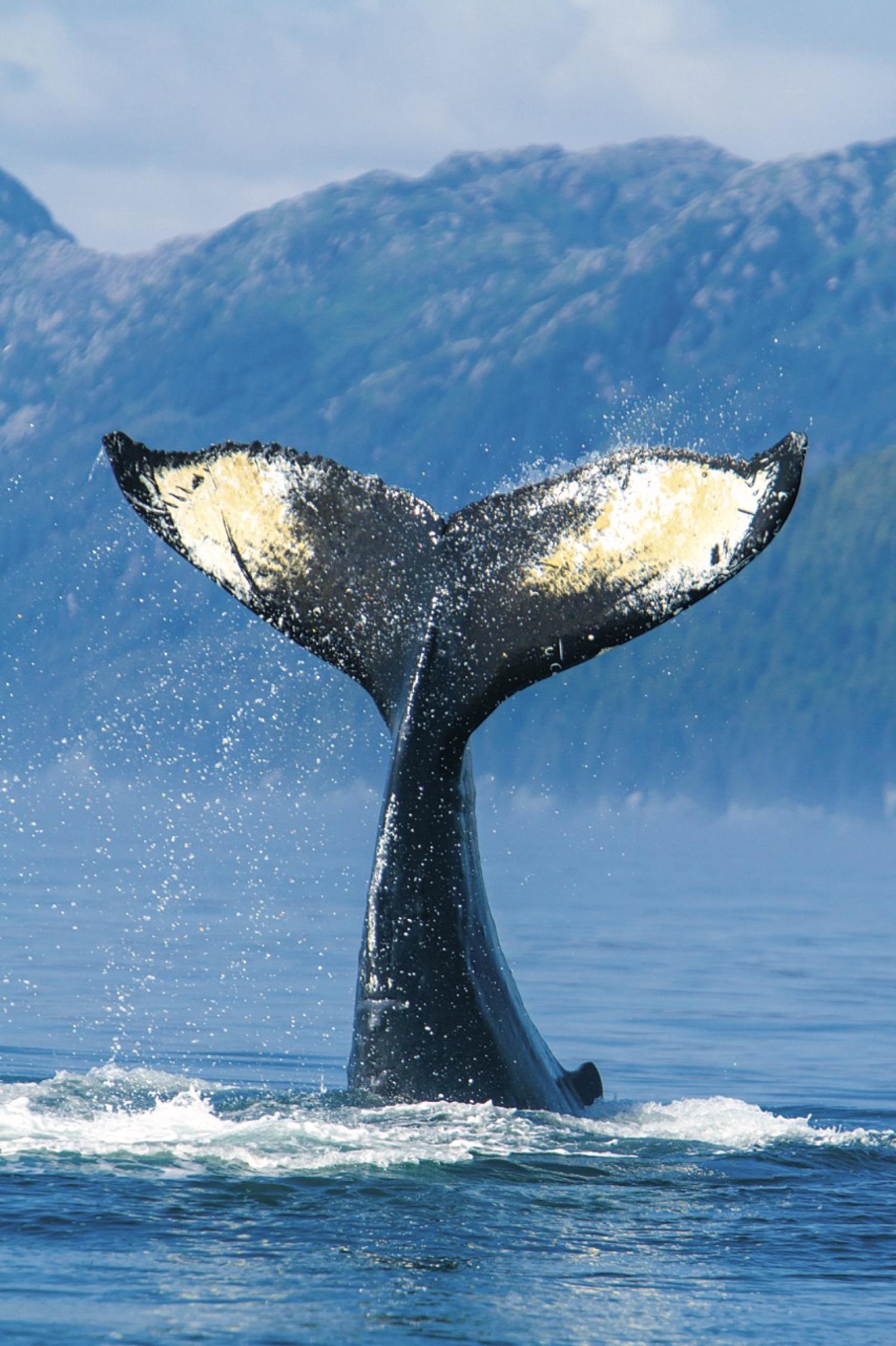 Alaska Escape: LeConte Bay, Wrangell Island & the Misty Fjords