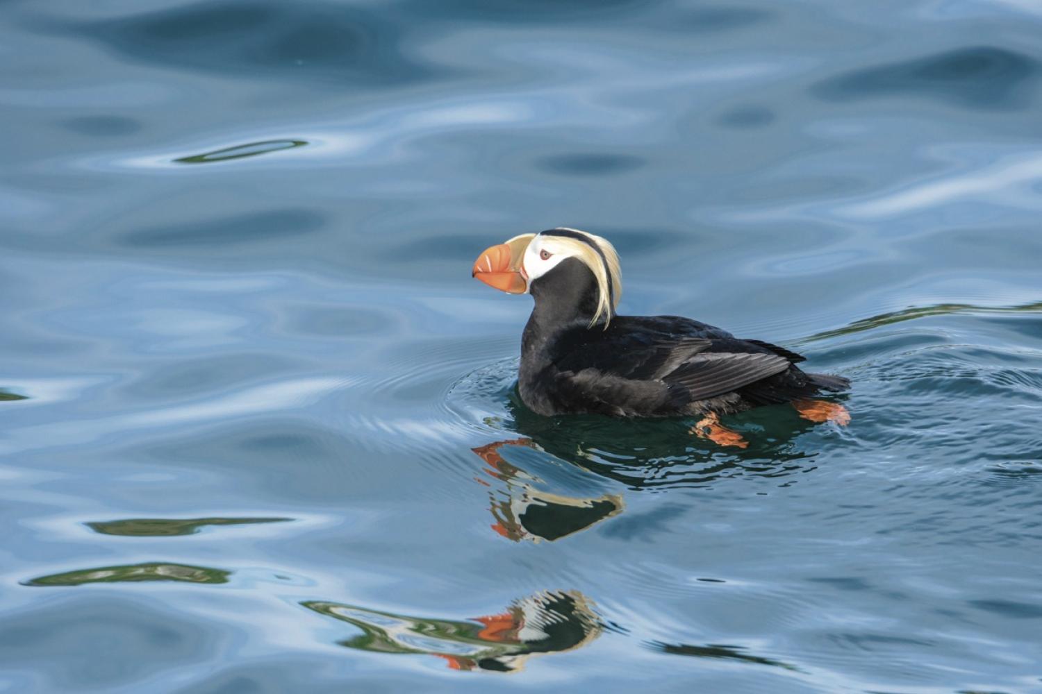 Alaska Escape: LeConte Bay, Wrangell Island & the Misty Fjords