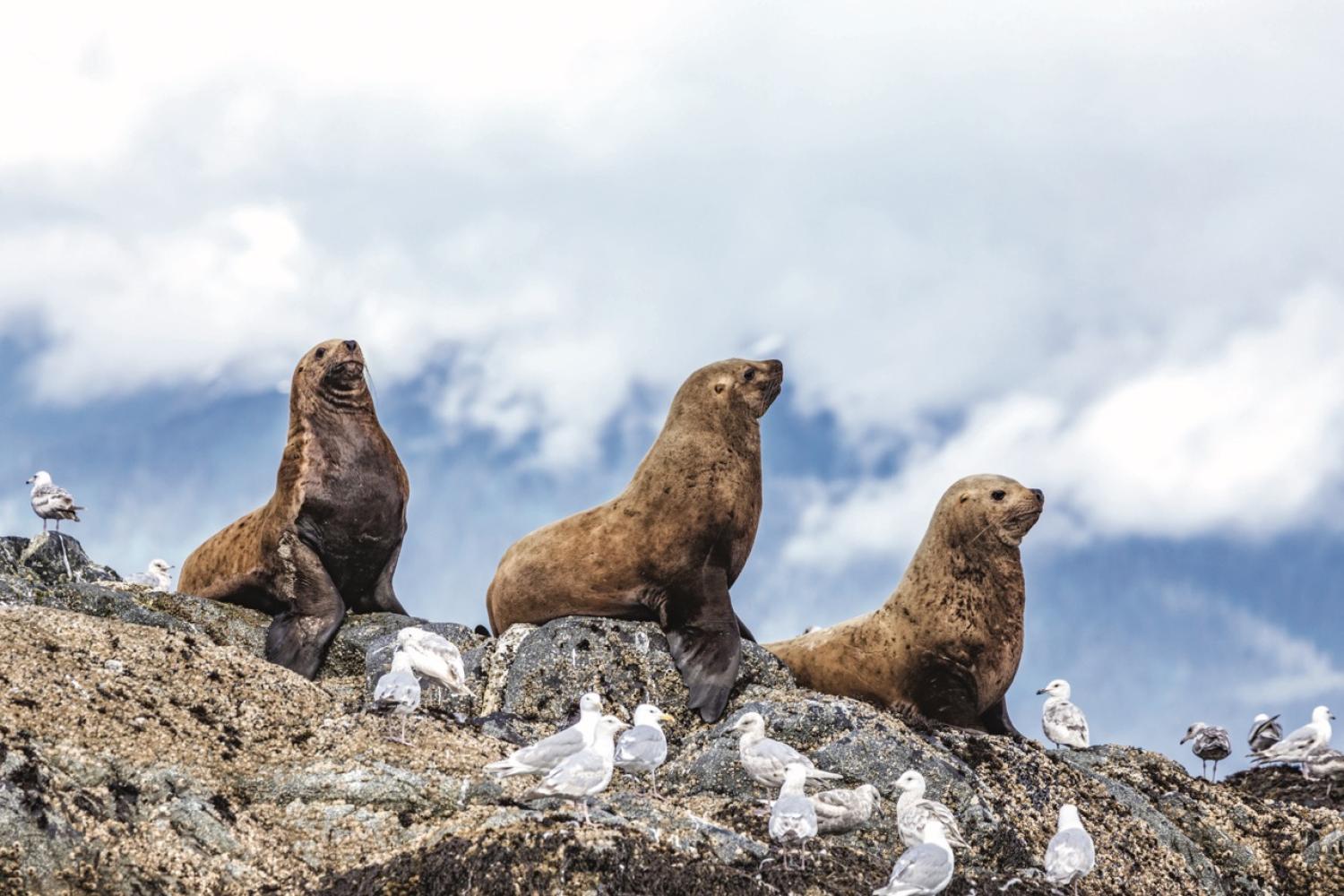 Alaska Escape: LeConte Bay, Wrangell Island & the Misty Fjords