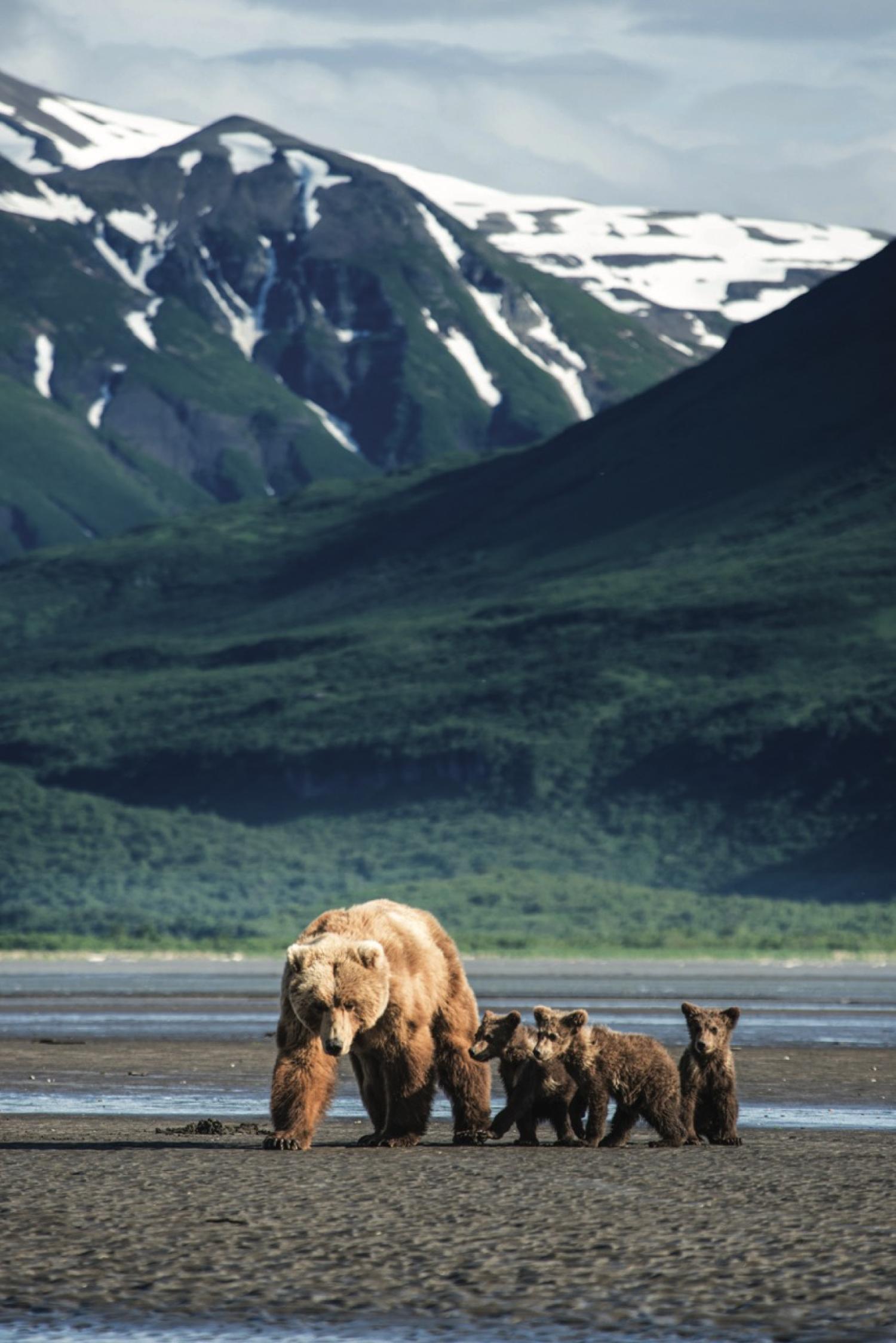 Alaska Escape: LeConte Bay, Wrangell Island & the Misty Fjords