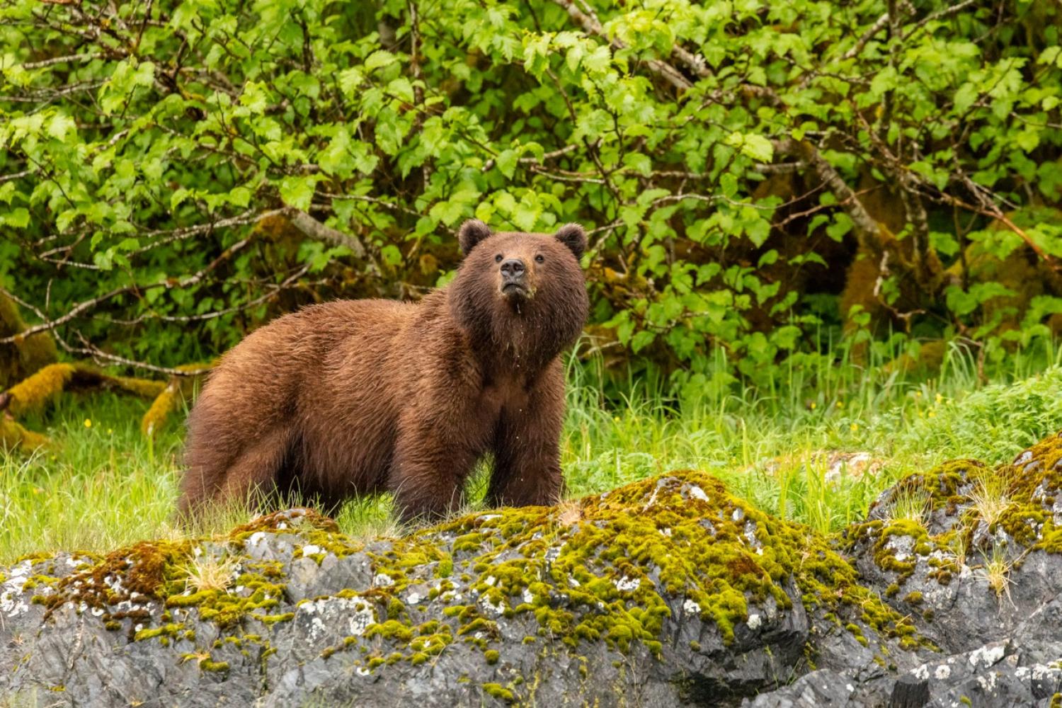 Alaska Escape: LeConte Bay, Wrangell Island & the Misty Fjords