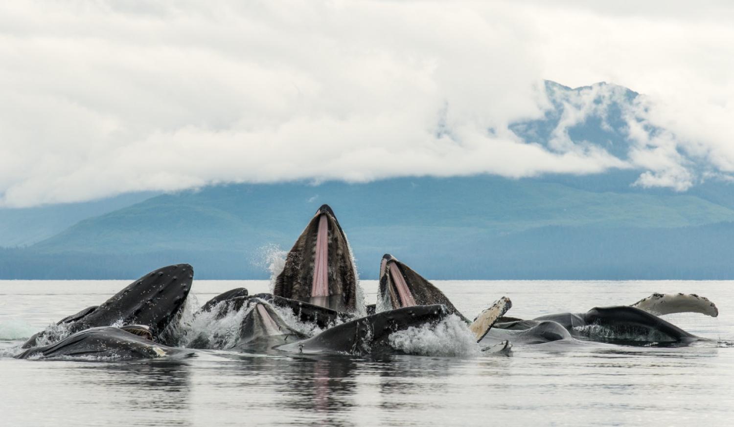 Alaska Escape: LeConte Bay, Wrangell Island & the Misty Fjords