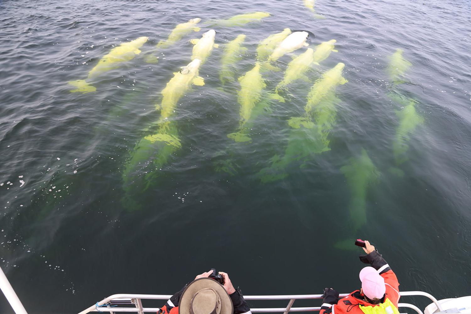 Polar Bears and Beluga Whales