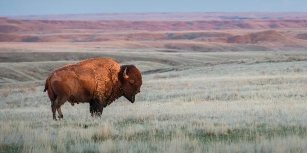 buffalo in a field 