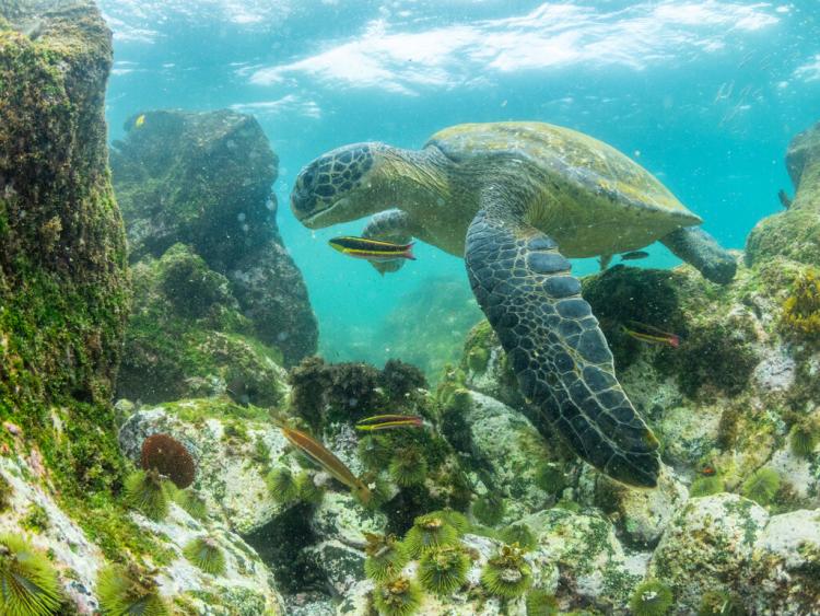 Explore Galapagos 2026