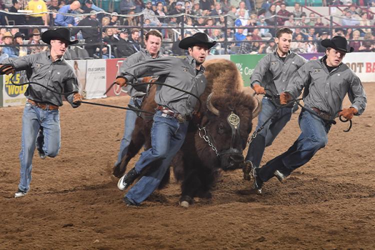 Ralphie's handlers run with her in a rodeo arena