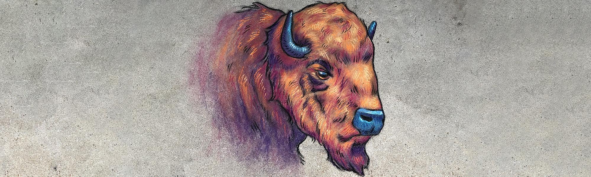Chalk art of CU Boulder mascot Ralphie
