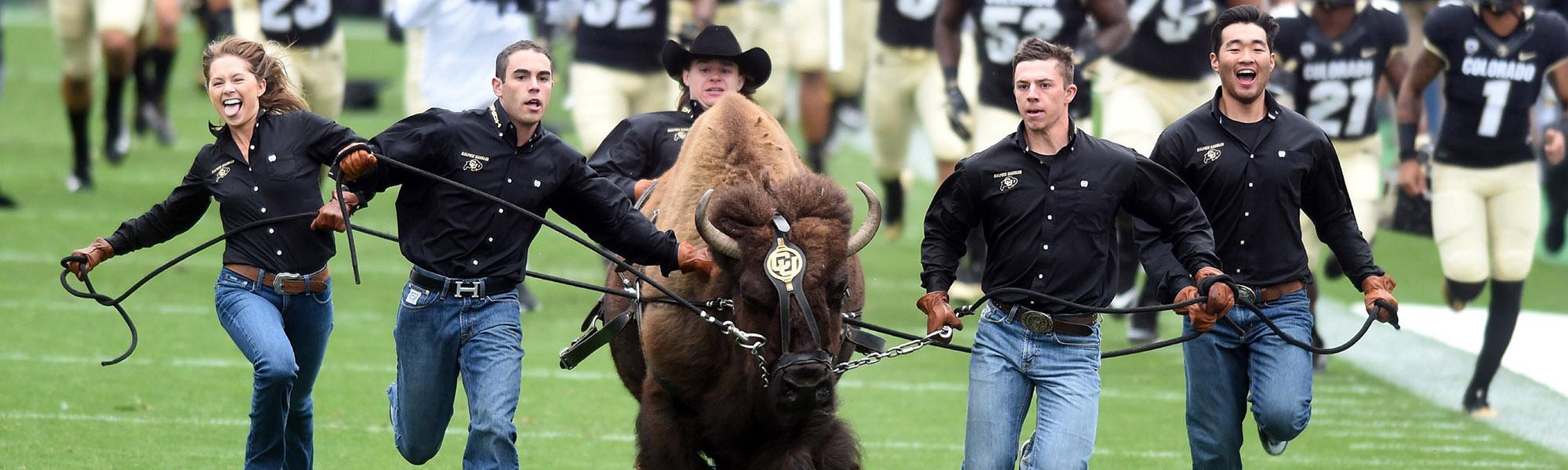Ralphie running on Folsom Field with her handlers