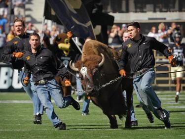 Ralphie running at a CU football game