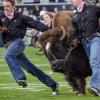 Ralphie running at a CU football game