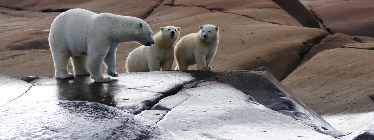 Polar Bears and Beluga Whales