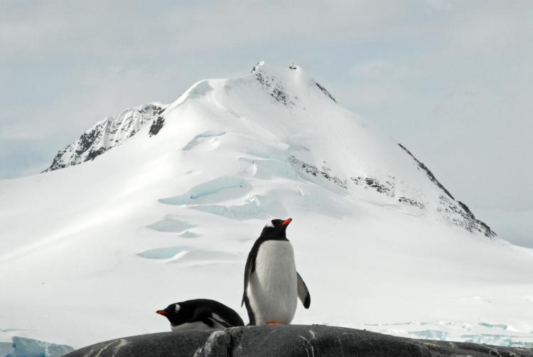 Penguins