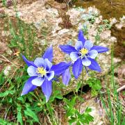 Columbine Flowers