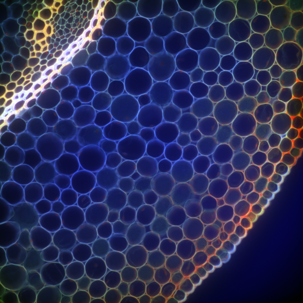 Rhizome autofluorescence showcases intricate cellular structures and interconnected networks. 2024, B Kirkpatrick, Honorable Mention.