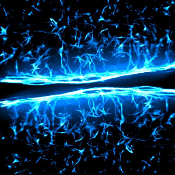 Cellular processes extend to interact with a 3D matrix. 2017, M Schroeder & A Rodriguez Gonzalez, 2nd Place.