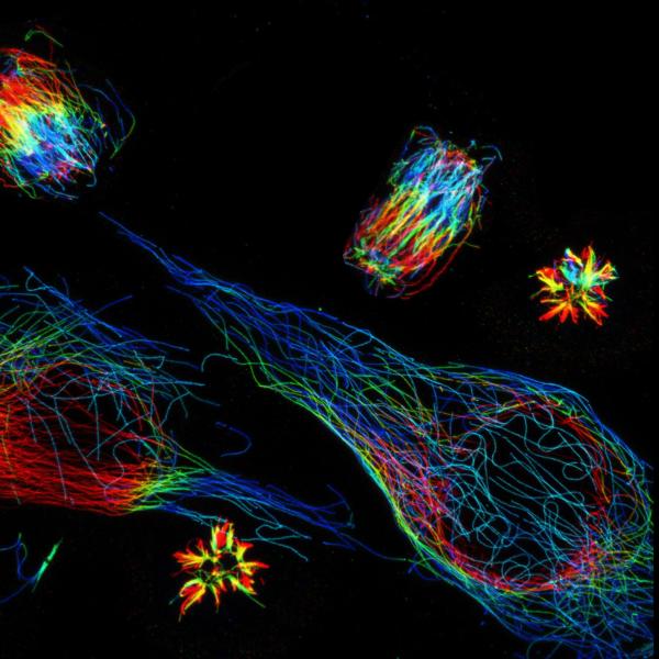 Expansion microscopy of microtubules throughout the cell cycle. 2019, A Günay, Honorable Mention.