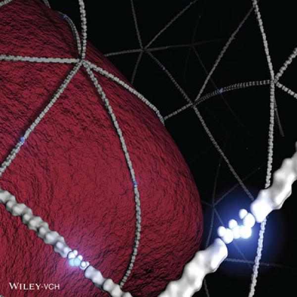 Front Cover: D.D. McKinnon et al., Adv Mat, 26 (6), 2014