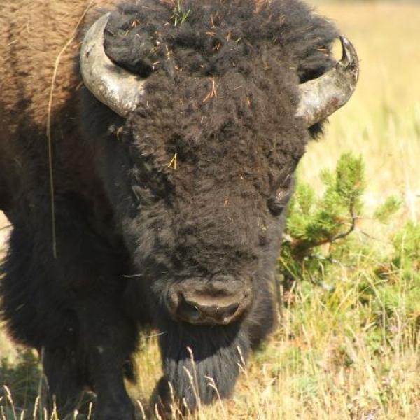 Ralphie look-a-like found by Anseth group at Yellowstone