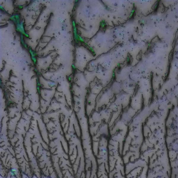 A mechanofluorophore-containing thermoset showing green fluorescence in fractured regions following delamination. 2023, B Kirkpatrick & M Arguien, Honorable Mention.